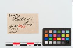 Etiketten zu Bronzeschleifenbügelfibel (NHMW-PRAE-024981)